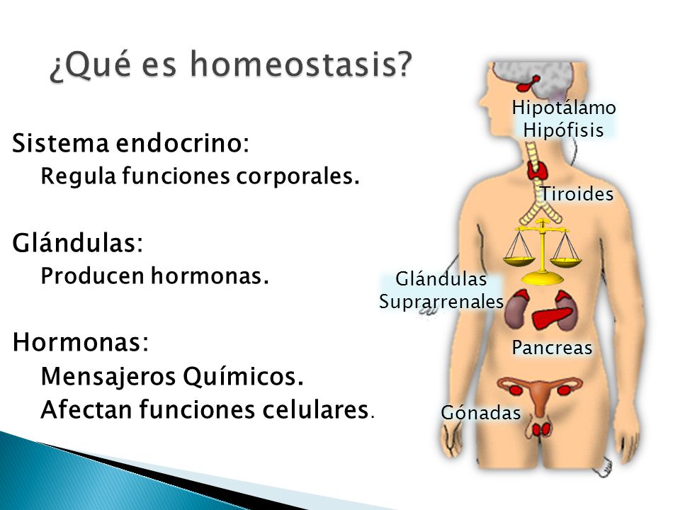 hormonas y funciones de la glandula suprarrenal